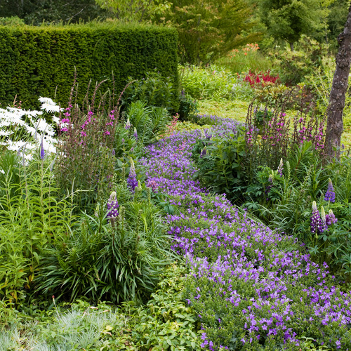 Image of Campanula portenschlagiana