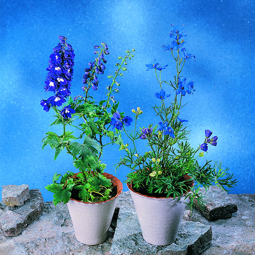 Image of Delphinium grandiflorum