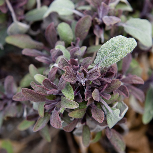Image of Salvia officinalis