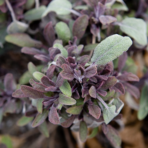 Salvia Lamiaceae (14243)