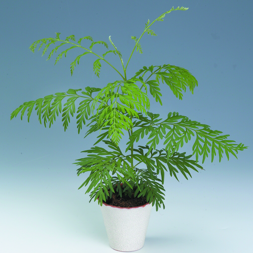 Image of Grevillea robusta