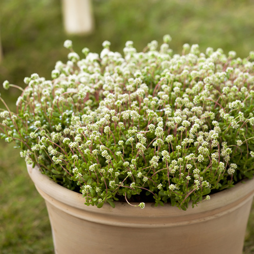 Crassula Crassulaceae (8369)