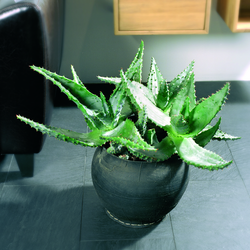 Aloe Liliaceae (6406)