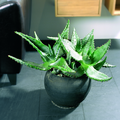 28_aloe_ferox_bolia.tif