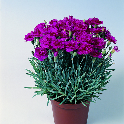 Image of Dianthus gratianopolitamus