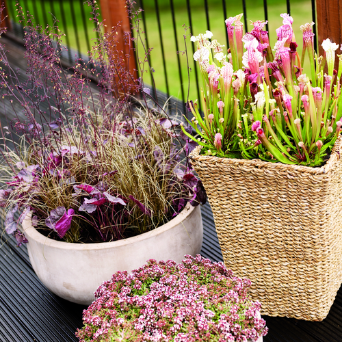 Image of Heuchera hybrid
