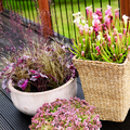 4heuchera_thymus_carex_sarracenia.tif
