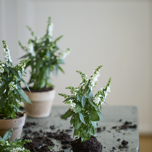 Angelonia Schropulariaceae (409052)