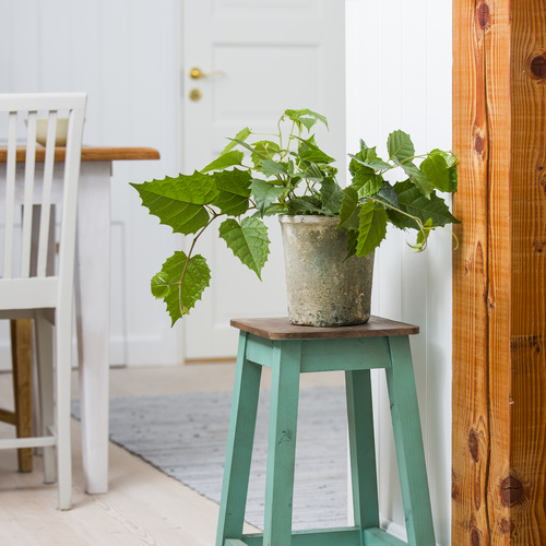 Cissus Vitaceae (8139)