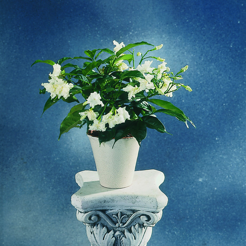 Image of Tabernaemontana coronaria