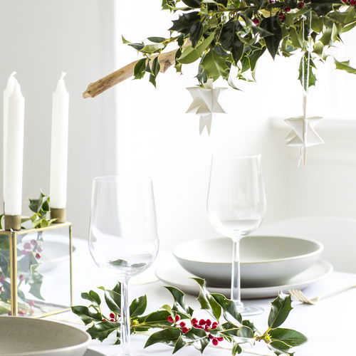 Ilex aquifolium Ilex Aquifoliaceae (10642)