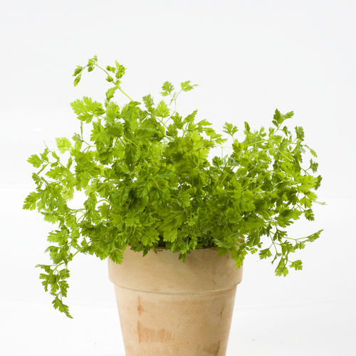 Image of Anthriscus cerefolium