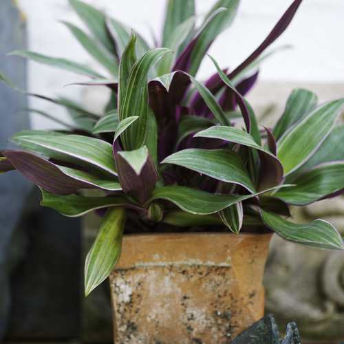 sitara1 Tradescantia Commelinaceae (15084)