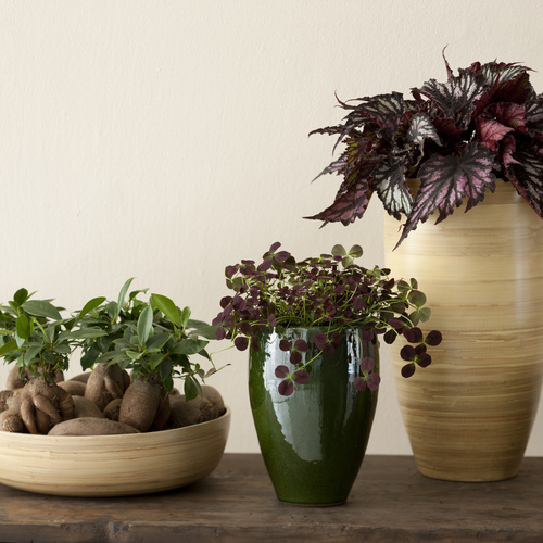 200312 0088 Begonia Begoniaceae (7028)