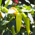 Image of Capsicum annuum (Spiselig)