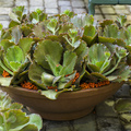 Image of Echeveria crenulata