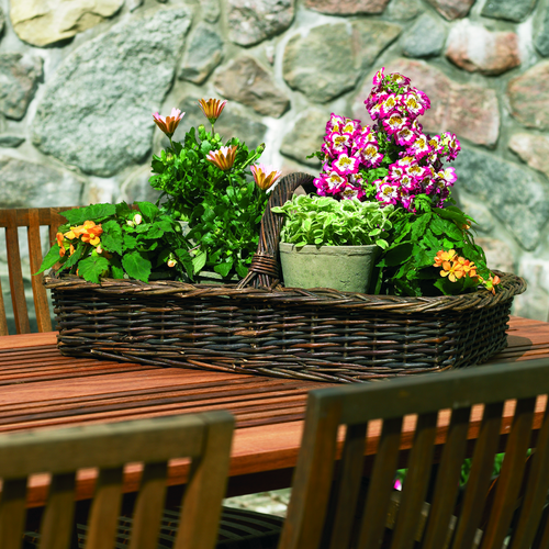 Image of Helichrysum petiolare