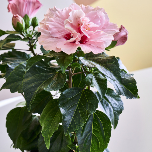 Image of Hibiscus adanicus