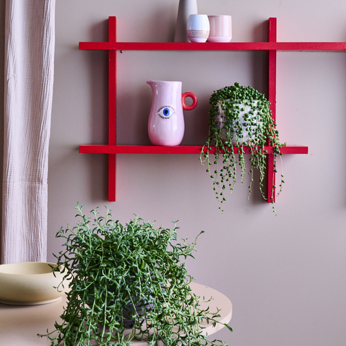 Image of Senecio herreanus