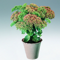 Image of Sedum telephium
