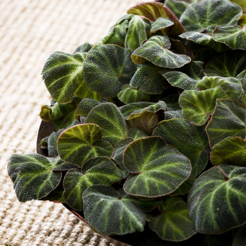 110310 96 Begonia Begoniaceae (7027)