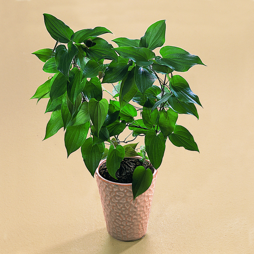 Image of Dioscorea mexicana