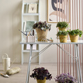 Image of Callisia repens