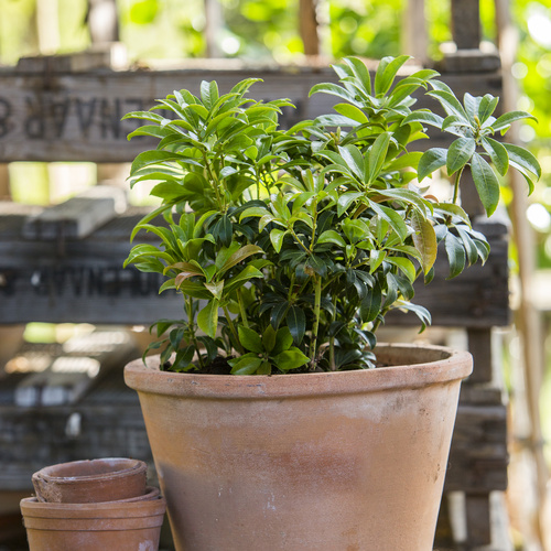 Image of Pieris hybrid