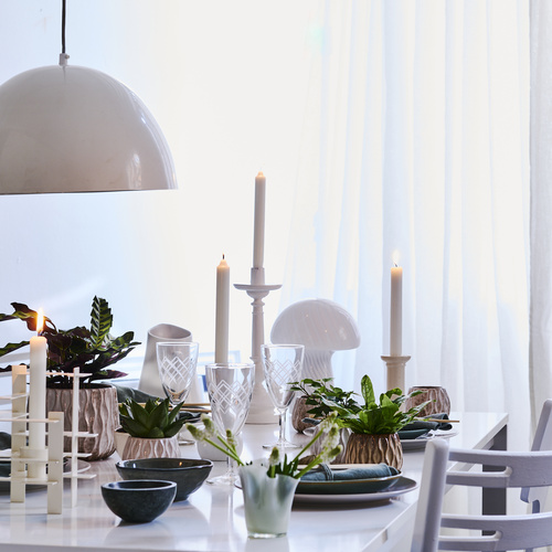 Calathea Marantaceae (440412)