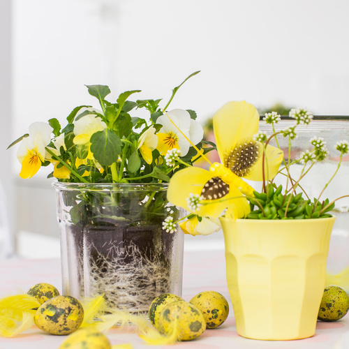 Crassula Crassulaceae (8371)