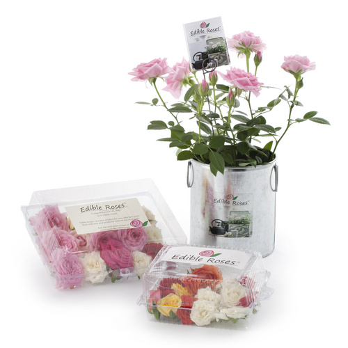 Edible_Roses Rosa Rosaceae (13494)