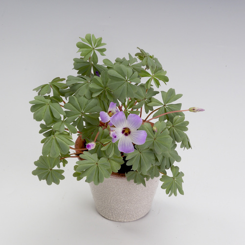 Image of Oxalis adenophylla