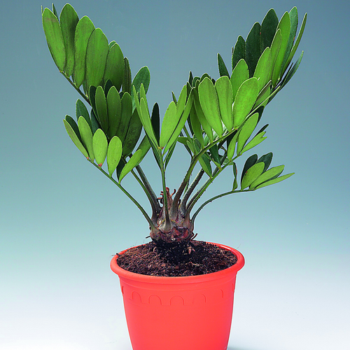 Image of Zamia furfuracea