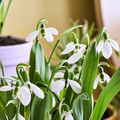 Image of Galanthus nivalis