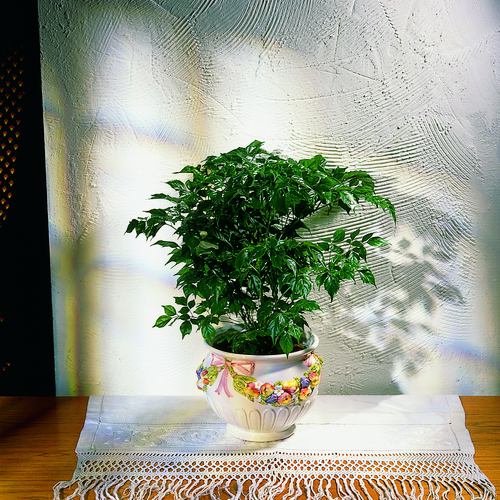 Image of Radermachera sinica