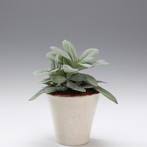 Image of Senecio cephalophorus