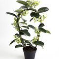 Image of Stephanotis floribunda