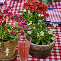 Image of Lewisia cotyledon