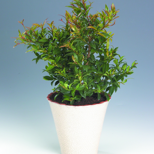 Image of Syzygium paniculatum