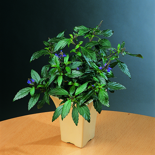 Image of Scutellaria costaricana