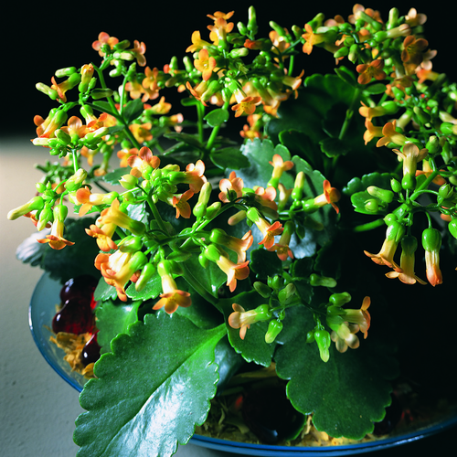 Image of Kalanchoe manginii