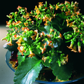 Image of Kalanchoe manginii