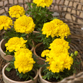 Image of Tagetes patula