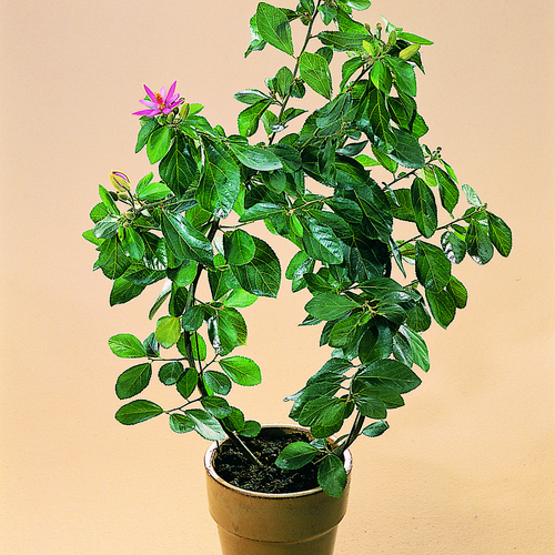 Image of Grewia occidentalis