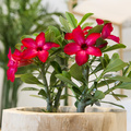 Image of Adenium obesum