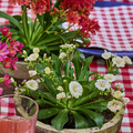 Image of Lewisia cotyledon
