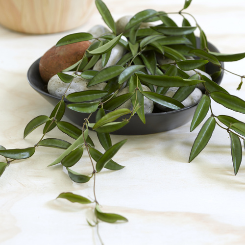 Image of Hoya wayettii