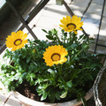 Image of Gazania hybrid