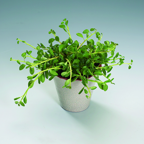 Image of Peperomia nivalis