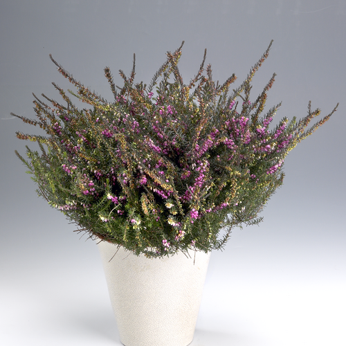 Image of Erica hybrid